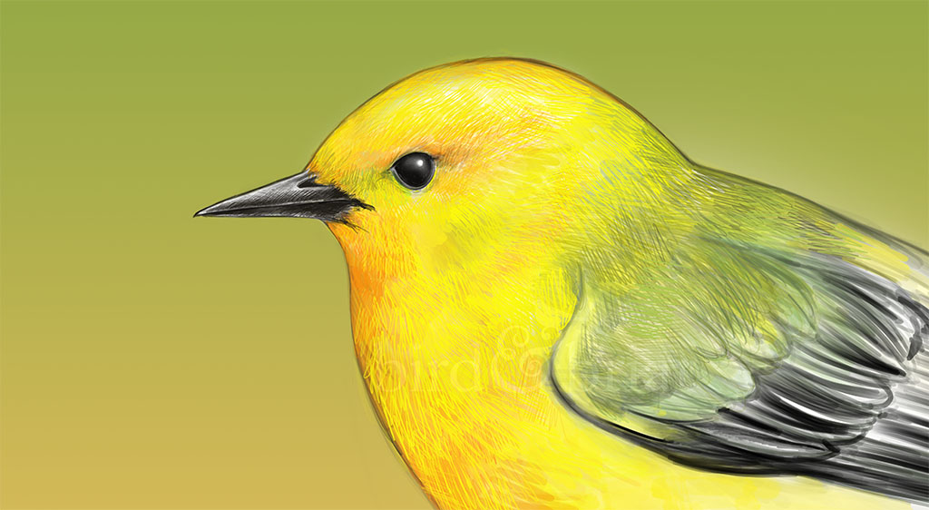 Prothonotary warbler rework for this week's #colour_collective

Stay safe out there, everyone!