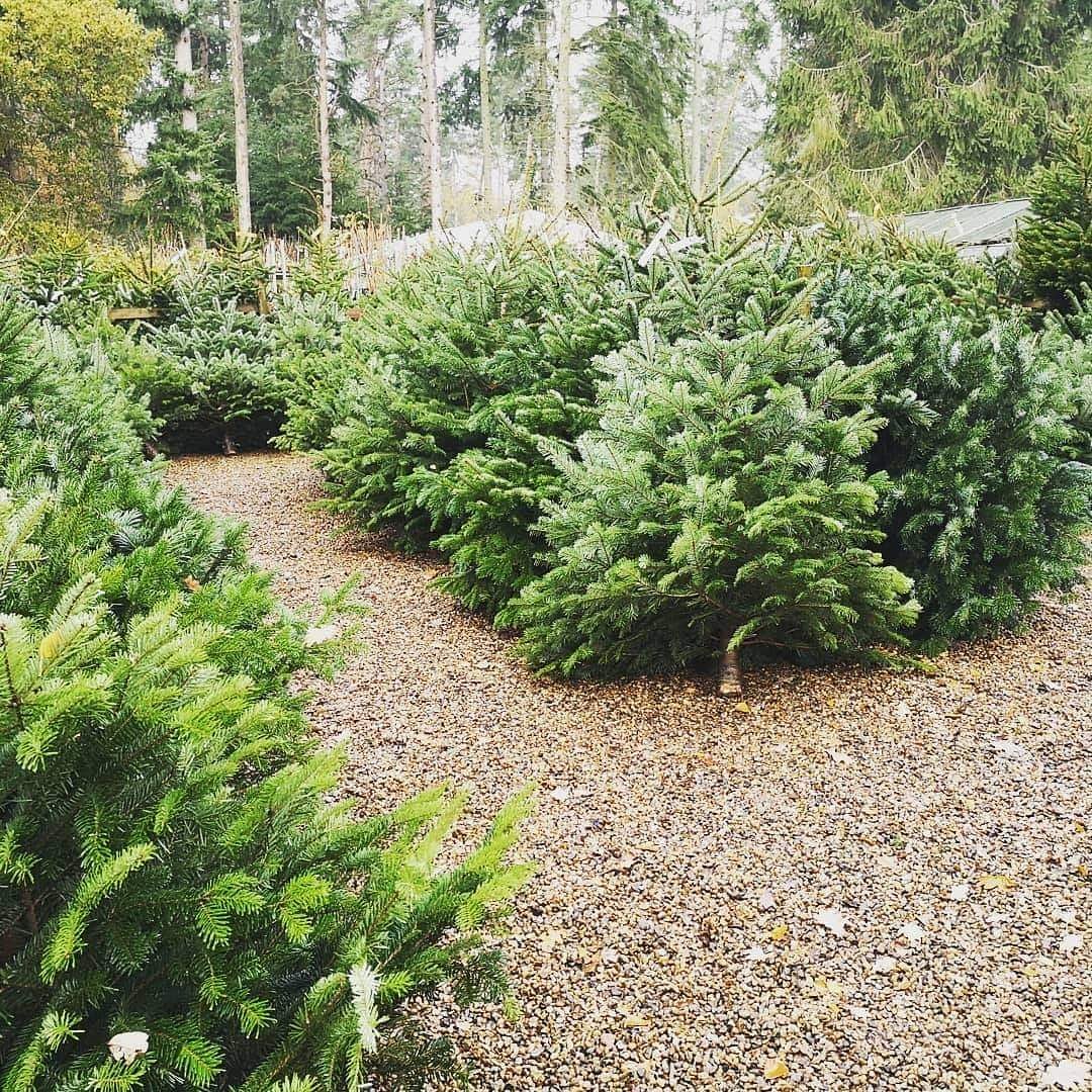 Thorpe Plant Centre tweet media