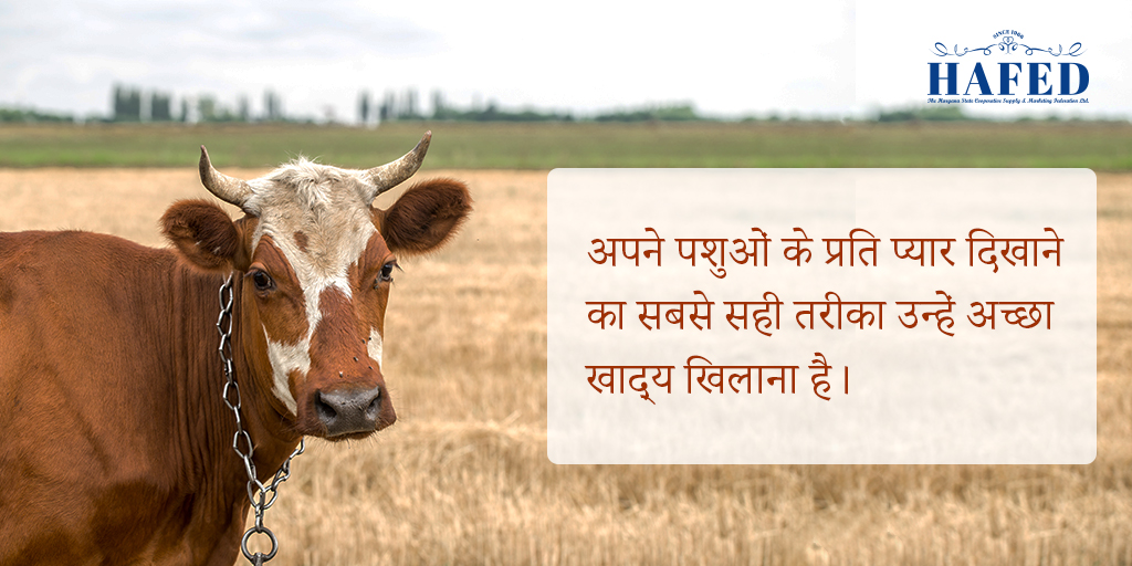 hafedharyana's tweet photo. सेहतमंद पशु का आधार है उसे पोषक खाद्य खिलाना और हैफ़ेड के पुष मैश स्पेशल में पर्याप्त पोषक तत्व हैं।
#hafedharyana #hafedcattlefeed #cattlefeed #cattlefeeds #cattlecare #cattlefood #cattlefarm #haryana #india https://t.co/hmq3EXlFUW