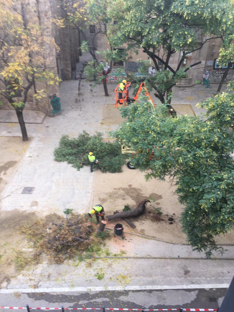 mpoch's tweet image. Porqué se están talando los árboles en la plaza doctor fleming, poco verde en el raval y desaparecen los árboles? @bcn_ajuntament alguna explicación?
