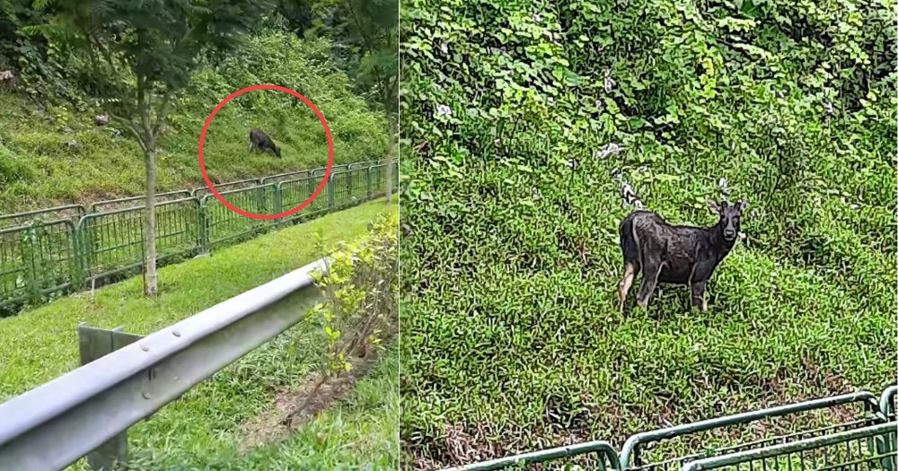 Elusive Sambar deer seen foraging along Bukit Timah Expressway in the middle of the day https://t.co/ffGYBvW18P https://t.co/0OnH8M0EYi