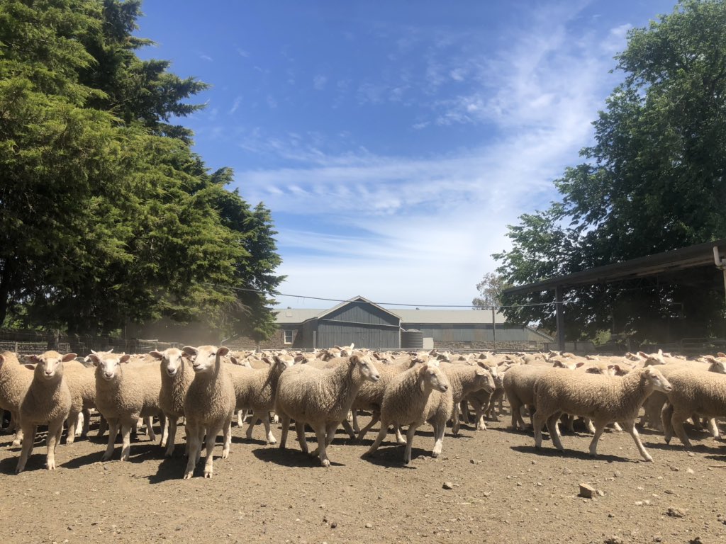 Happy to offer 500 <a href="/LambproHolbrook/">Tom Bull</a> Primeline sired Ewe Lambs on <a href="/AuctionsPlus/">AuctionsPlus</a> in the feature sale on the 24/11. Out of well bred composite ewes. Sold in 2 lots.