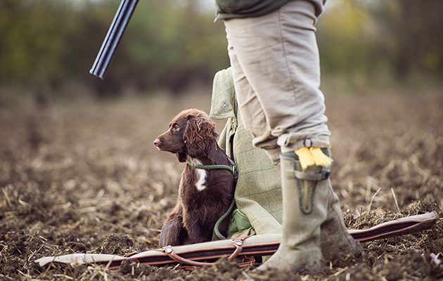 TheFieldmag's tweet photo. 9 gundog training tips from The Field https://t.co/3PdQCnziAl https://t.co/PLsaiCaf90