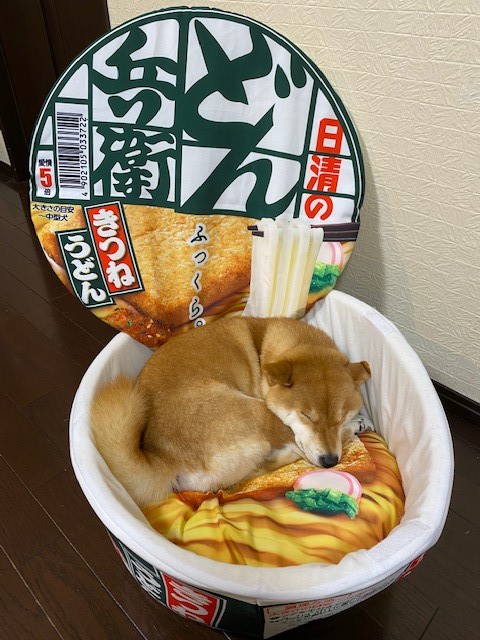 Nissin - 日清泡麵創作了大型的“丼”形寵物床！目前正舉辦抽獎活動送出中！ EnQI683UUAEp1ad