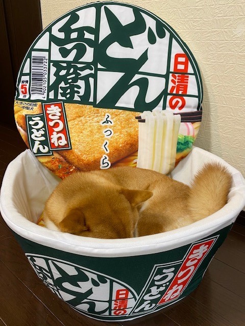 創意商品 - 日清泡麵創作了大型的“丼”形寵物床！目前正舉辦抽獎活動送出中！ EnQI72QVkAA9pjT