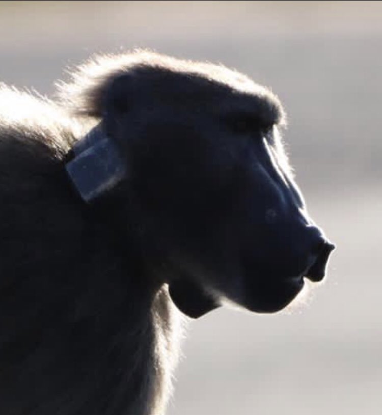 Eranu's tweet photo. @CityofCT @iCWild  @MayorDanPlato @alanwinde @UCT_Research experimentation or conservation? Who stands to gain? NOT Cape Town baboons! @carteblanchetv @PublicProtector unpack the cruelty! #StopKillingourBaboons
#LivingwithWildAnimalsIsAPrivelege
#ReviewBaboonManagementStrategyNow https://t.co/UT52imERAJ