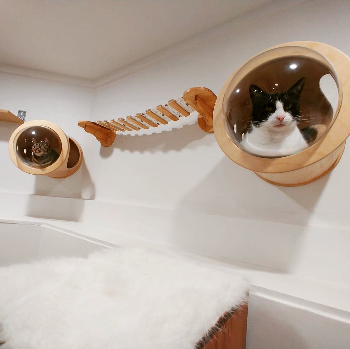 purrsandbeansnz's tweet photo. When you want to hang out together but also need some purrsonal space ❤️ #Bandit #Tank #catpod #catfurniture #catification #loafcats #purrsandbeans https://t.co/hpALm1HuzD