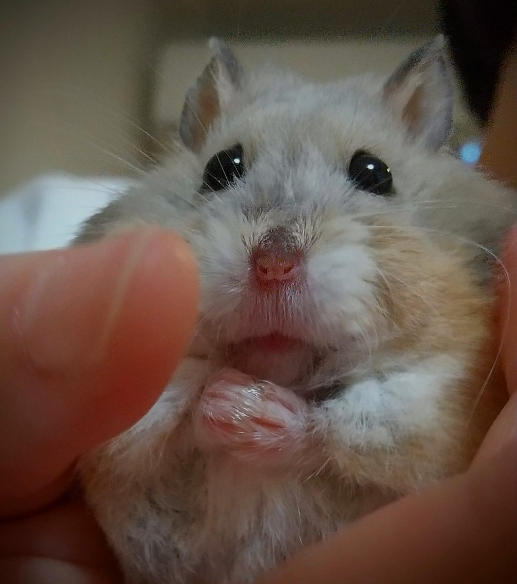 ハムスター病気 Twitter Search Twitter ハムスター病気 Twitter Search Twitter