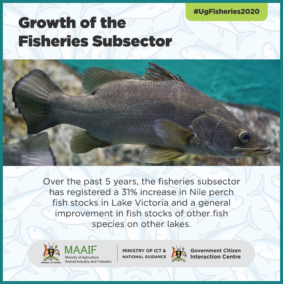 Kibuuka Ronald Auf Twitter After Updf Put In Forces Securing And Mandate Normal Fishing System Govuganda Has Increasingly Yielded Good Size Of Nile Perch And Multiple In Numbers In Fish Species Kibuuka Ronald Auf Twitter After Updf Put In Forces Securing And Mandate Normal Fishing System Govuganda Has Increasingly Yielded Good Size Of Nile Perch And Multiple In Numbers In Fish Species