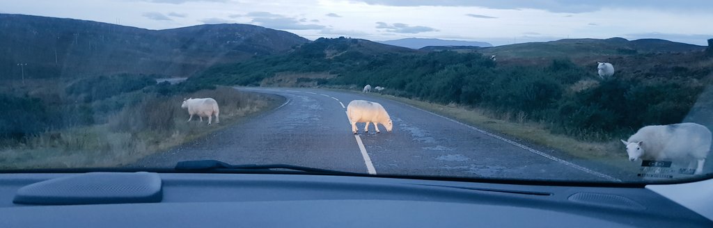 IslandIncomer's tweet image. My commute involves sometimes having to just stop for a bit while sheep lick salt from the road... 

#nc500 #northproblems