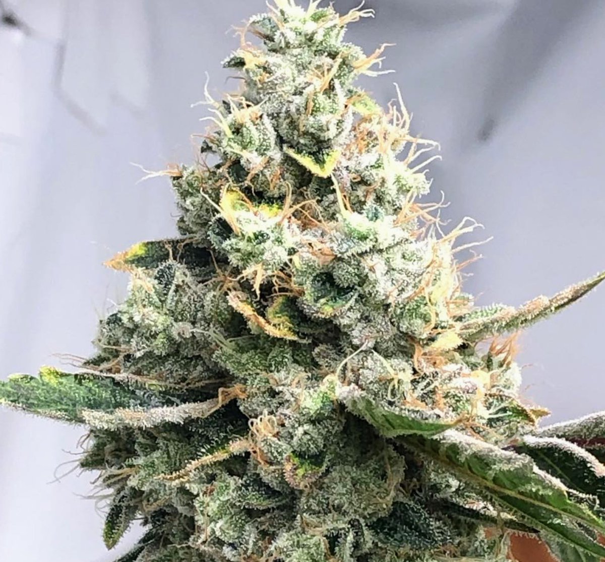 mjamison8's tweet photo. Pristine sativa nodules coming soon #CannabisCommunity #weddingcrashers #kgb #ecorespect https://t.co/bABVFFyJrc