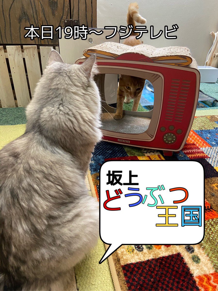保護猫カフェととの森 テレビの前で準備なり このあと19時から 坂上どうぶつ王国 フジテレビ ととの森とニャンコ達がでます 坂上忍さん一大プロジェクト 18匹目 気になるにゃん 坂上どうぶつ王国 ととの森 Tv 保護猫 猫 保護