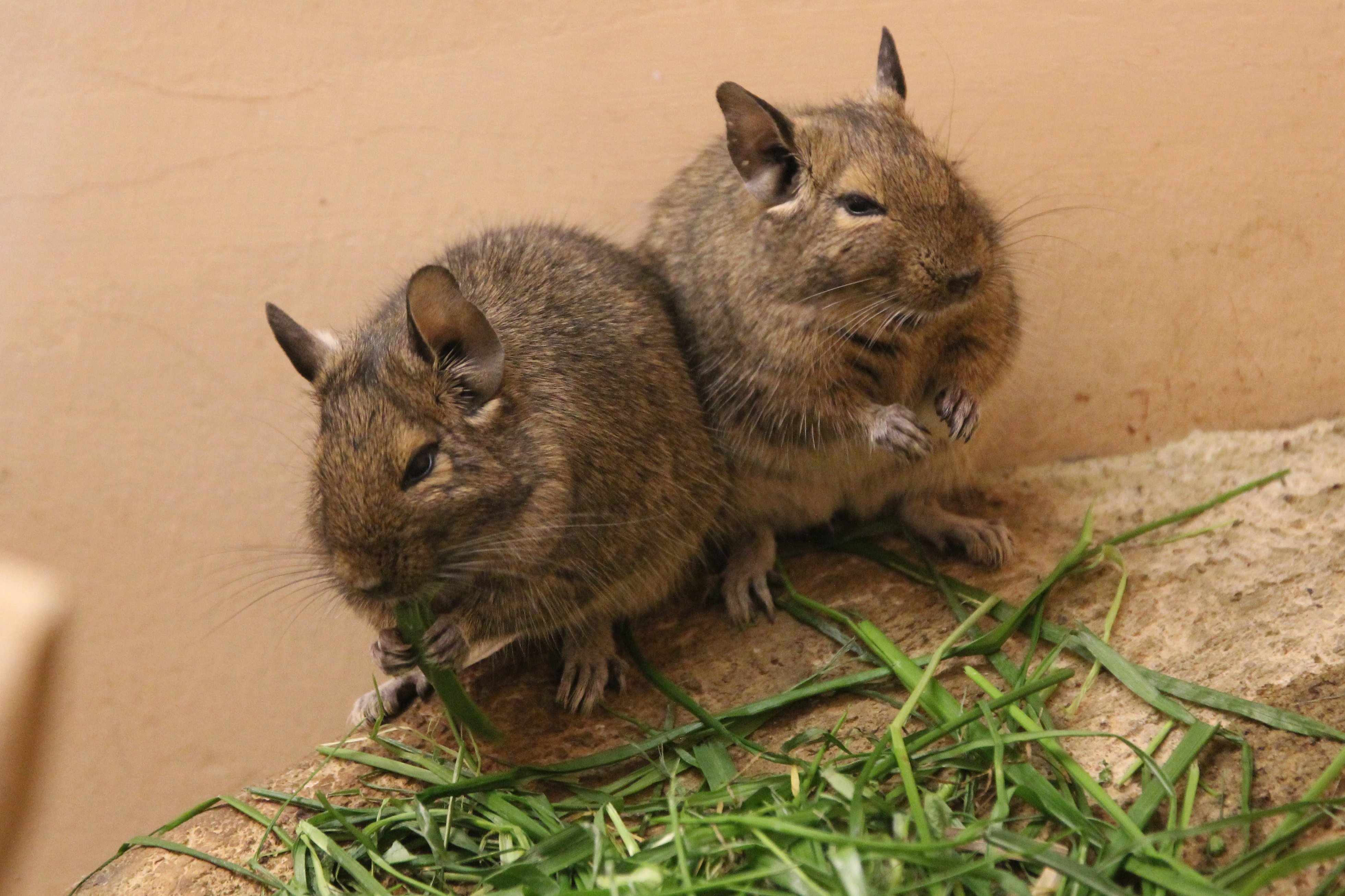 埼玉県こども動物自然公園 公式 こちらもビスカチャ チンチラに似ていますが 分類上 科クラスで違います デグー科デグー属の デグーです T Co F9rvorxw0z Twitter