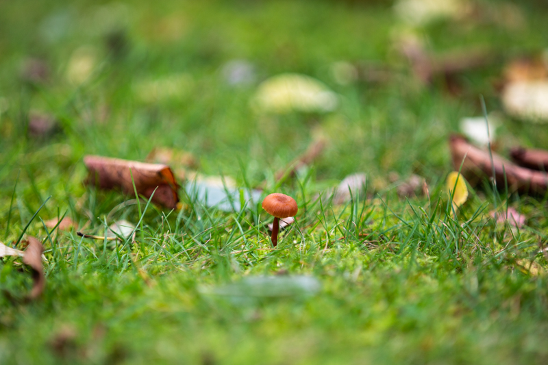 DGillettPhoto's tweet photo. Mushroom...

#mushrooms
#garden
#gardenphotography
#gardenmushroom
#fungi https://t.co/m8SVrasYP4