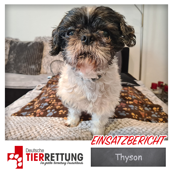DtTierrettung's tweet photo. Tierrettung Einsatz: Thyson in Gelsenkirchen - https://t.co/11PdOnoXm0 https://t.co/j538BVsp6U