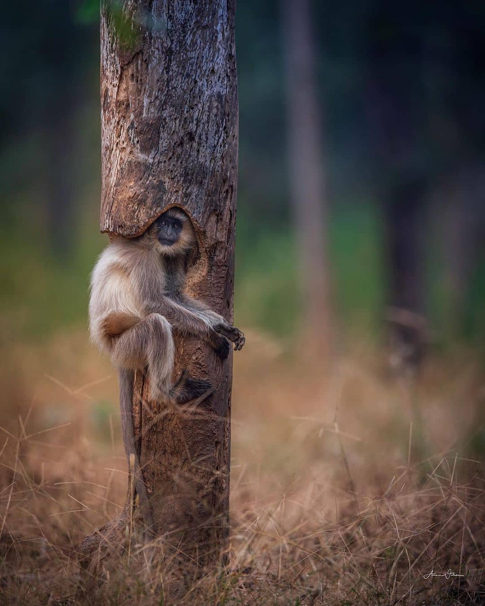 WCSIndia's tweet photo. A #langur in #Pench, #India, photographed &amp; titled 'Snug Fit' by Aman Wilson.

#repost #langurs #wildlife #animals #indianwildlife #animalsofindia #animalsofinstagram #wildlifeofindia #indianfauna #monkeys #indianmonkey #monkeysofindia #nature #life #beauty #funnyanimals #earth https://t.co/wKRkq9U5bp