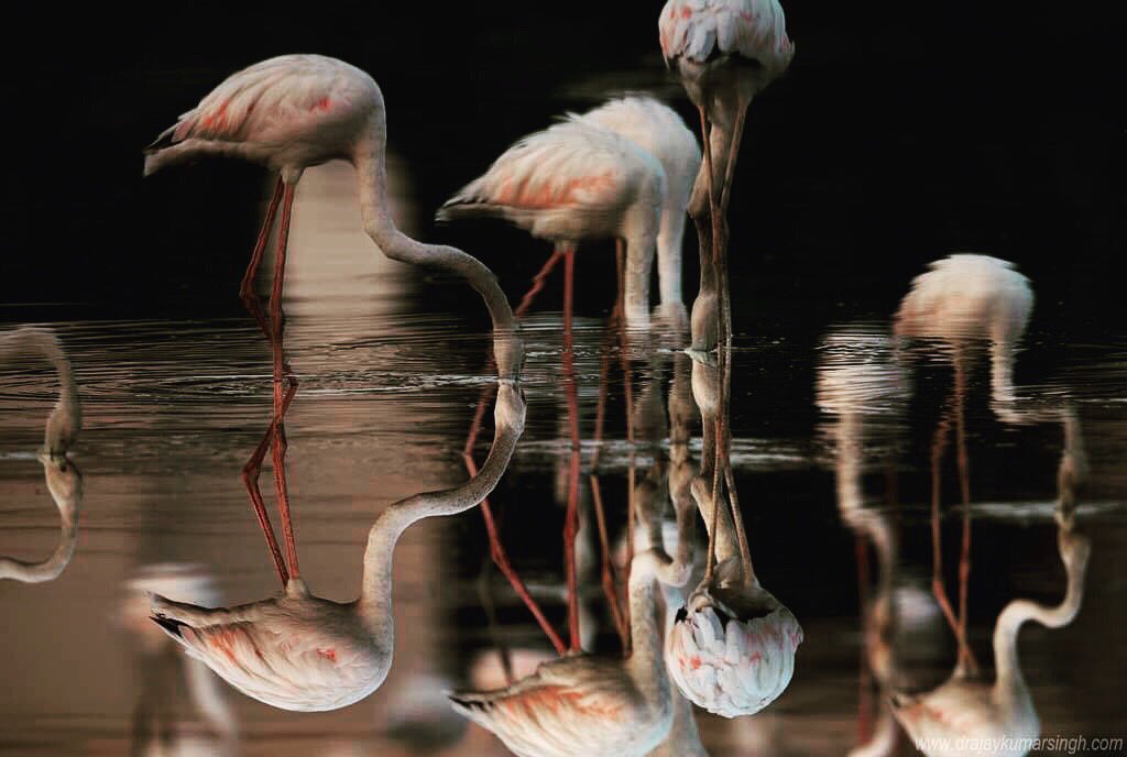 Draksphotos's tweet photo. Greater Flamingos, Bahrain
#wildlife #bahrain #GreaterFlamingos #Flamingos #dramaticReflection #IndiAves #AvisBase #Naturephotography #birds https://t.co/wX1TdNg8zQ