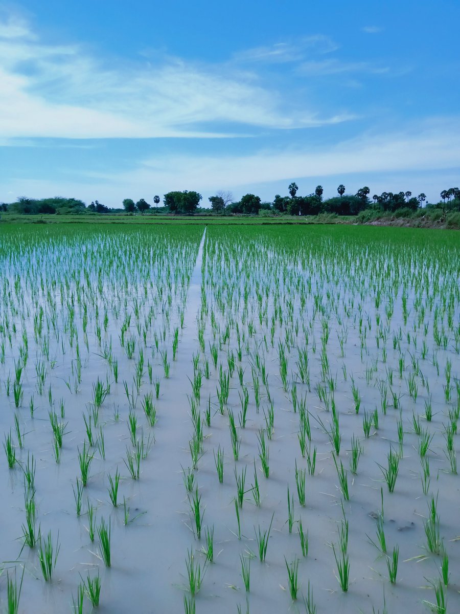 Would love to add some Greenary to your timeline if you don't mind !! #VillageLove #MadhuriClicks