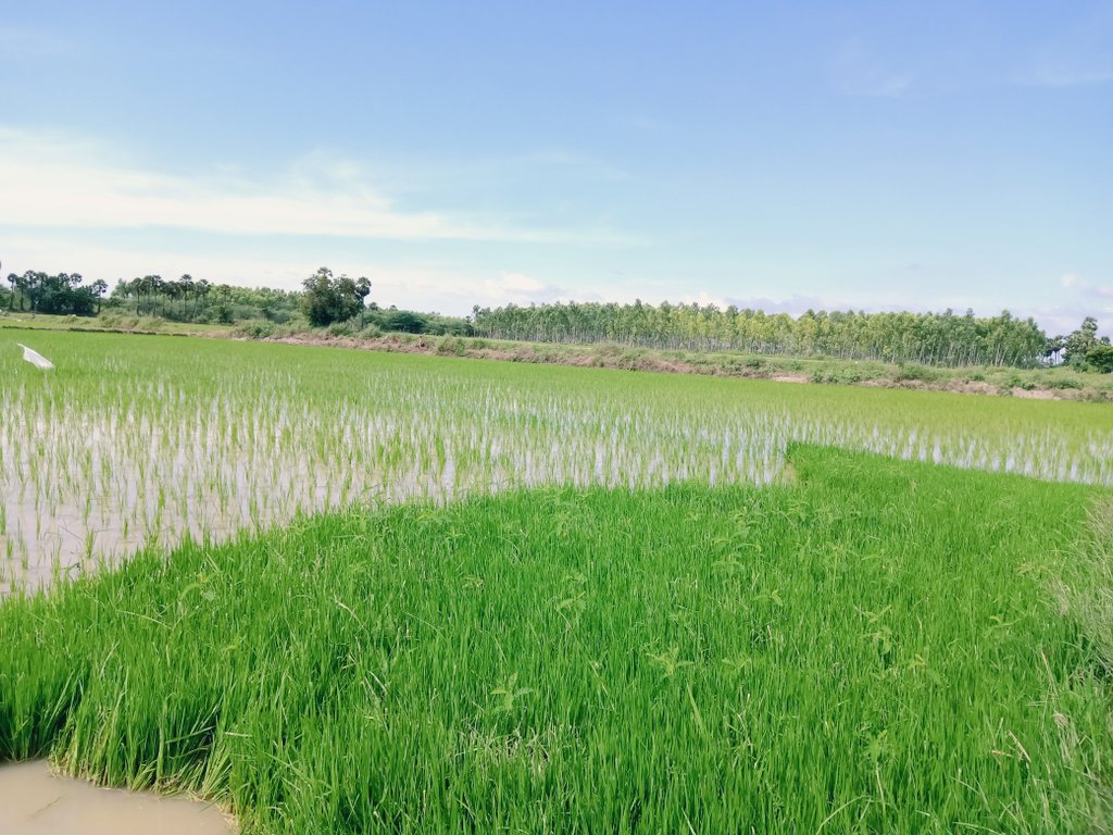 Would love to add some Greenary to your timeline if you don't mind !! #VillageLove #MadhuriClicks