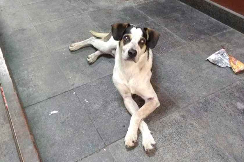 RogerioKenes's tweet photo. Em 2018 seguranças mataram um cachorro.
Em agosto de 2020 um colaborador morreu e corpo foi tapado por guarda-sol e a loja aberta, Agr mataram um homem negro. E ass se 'celebra' o dia da consciência negra no RS.
Mais uma vez #CarrefourAssassino #ASSASINOS #BlackLivesMatter https://t.co/qK3TROyyi3