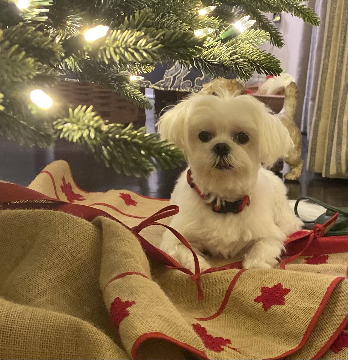 denicekronau's tweet photo. Too early for Christmas? Not when your name is Jingles and the 🎄is your favorite hiding spot. @dog_rates #Jingles https://t.co/Z8UEg3dtD4