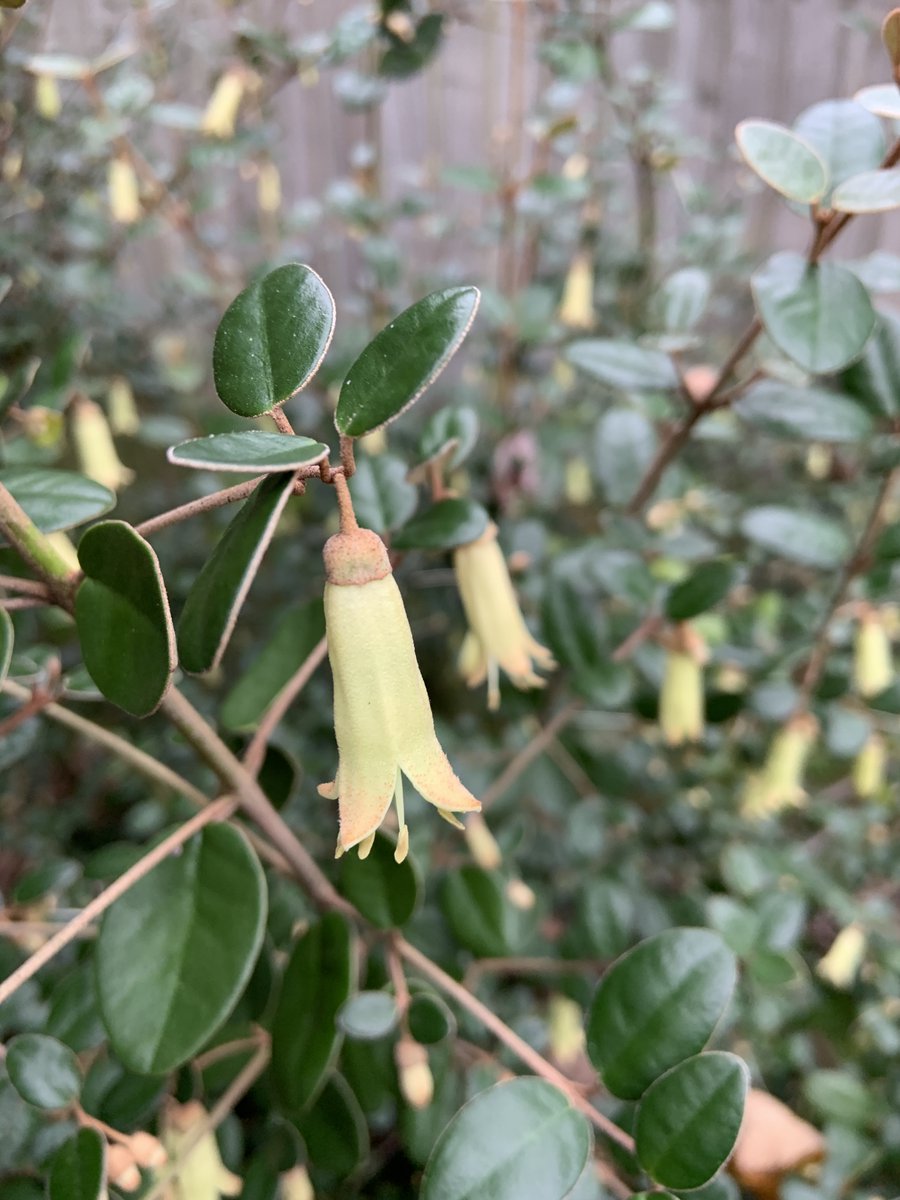 Wilsonatlarge's tweet photo. Wilson sniffed out some very pretty plants and flowers on his walk this week. How many of these lovely plants, that we found in Herschel Park, can you name? 
@St_MarysPrimary @KimHanger @SloughCouncil #parks #outdoorlearning #walking https://t.co/6e1RAFRpPC