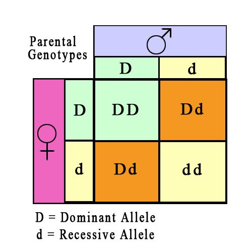 Alleles can be dominant (when on diagram written in a capital letter) or recessive (lower case letter). Recessive alleles can be overdriven by dominant ones, which means recessive gene will NOT be visible. You can calculate the probability of these characteristics in an offspring
