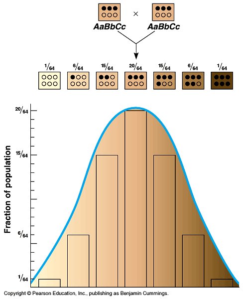 Now, skin has more complex alleles, here's the full diagram if anyone is interested, but the main point is, if you carry a certain gene, there is always a probability that it may show in your offspring