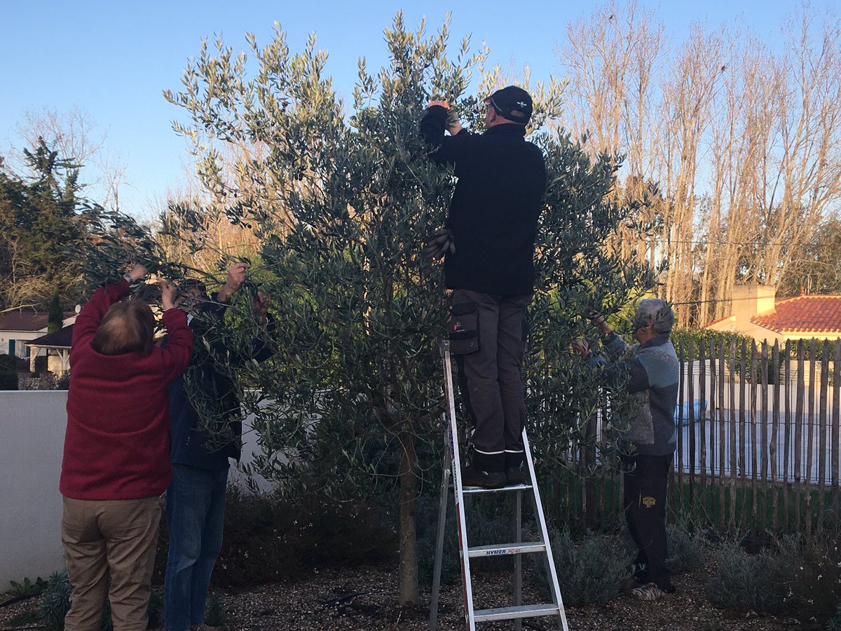 SenPornic's tweet photo. Cueillette des olives à la résidence @SenPornic, #bienvieillir #convivalite. Tempête de ciel bleu @VilleDePornic https://t.co/rBTBT71Tov