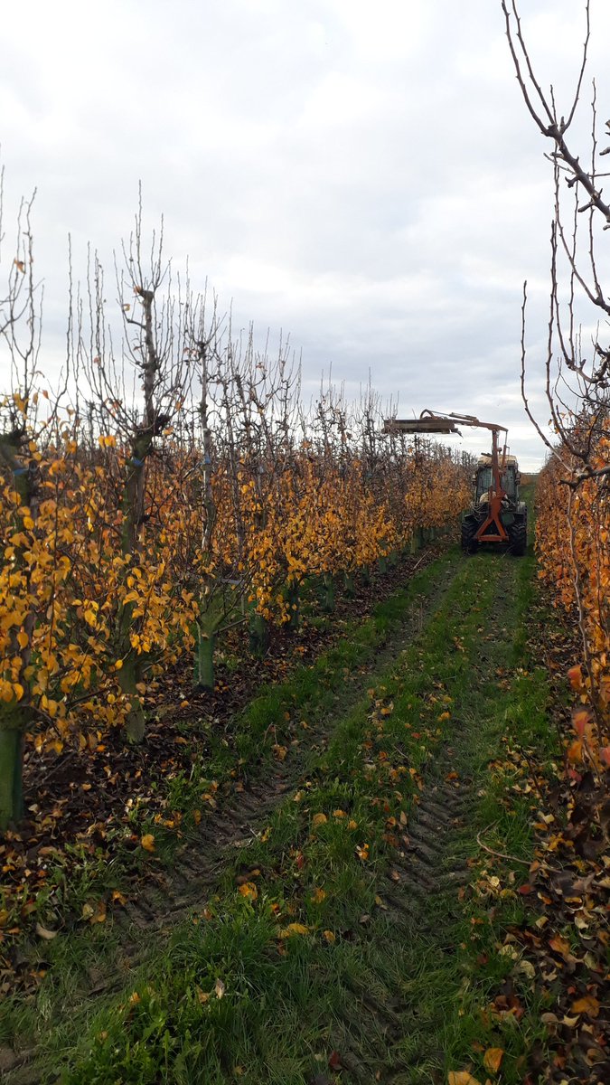 De toppen worden netjes gesnoeid!
