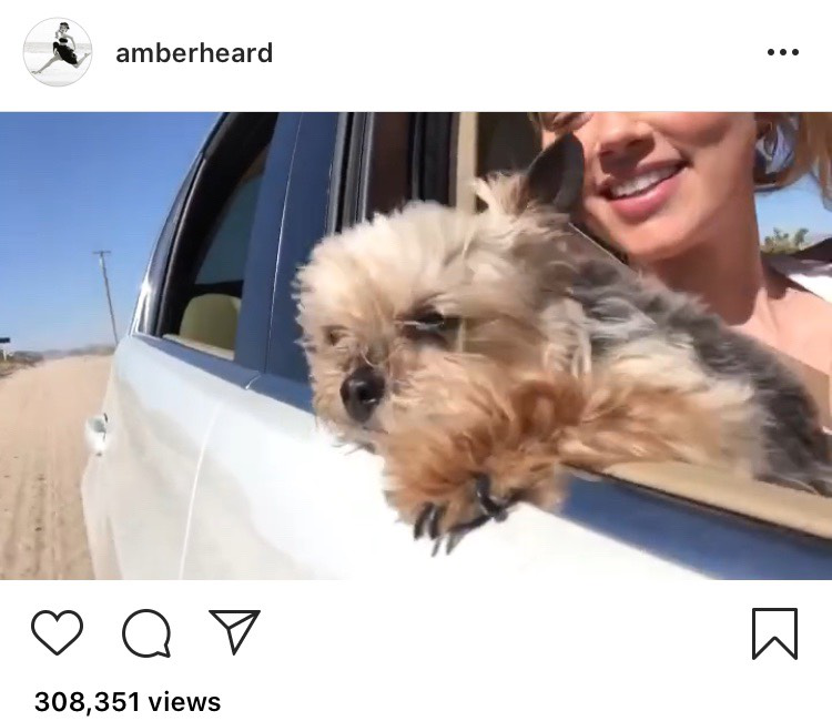 Also, I don't know why Team Heard wanted to accuse Johnny of holding the dog out of a car window since she herself did this.