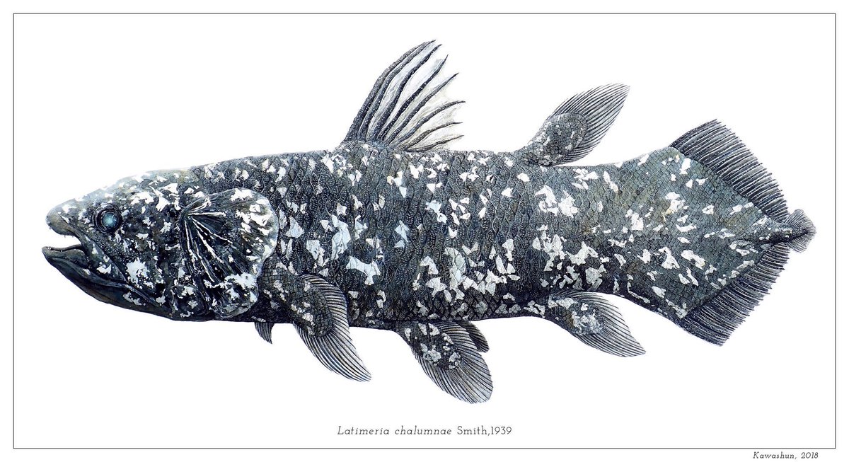 シーラカンスの水性細密画を幅297mmの特大図鑑カードにしました！裏面