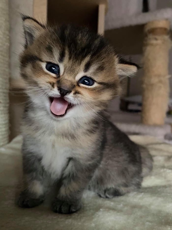 catsoverdosed's tweet photo. Little tiger 🐯🥰🐾🙀🧡
#CatsOfTwitter #Cats #Cat #Kitty #Curiouscat #Kittens #kitten #Citycat #caturday #catfound #catslover #catsoverdosed #animallover 
📷: @9GAG https://t.co/GZ3j7itmSM