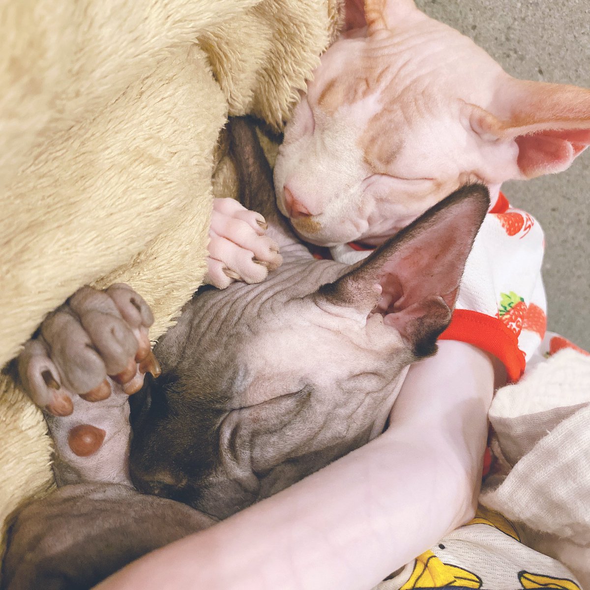 新希咲乃 にきさきの V Twitter スフィンクスは普通の猫ちゃんより 地肌って感じだから皮膚の匂いって言うの そういうのがあって ボンボンケムケムは甘栗みたいな匂いするよ 笑 触り心地はしっとりしたツルツルなベルベットです とにかく性格が良い