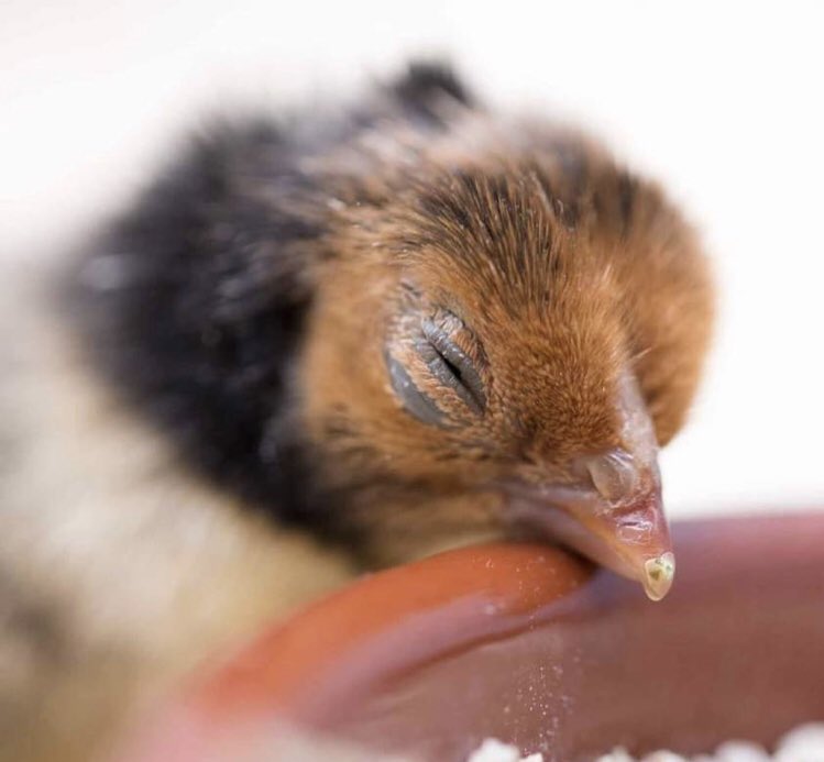 SOSspitzfarm's tweet photo. It’s been a long week...but we are still campaigning for our community! This sweet chick is resident @spitalfieldscityfarm carefully nurtured by staff &amp; volunteers from all walks of life &amp; abilities. Please don’t let the trustees take away the volunteering for all 📸@neeve_niamh https://t.co/6C7ecRxsnO