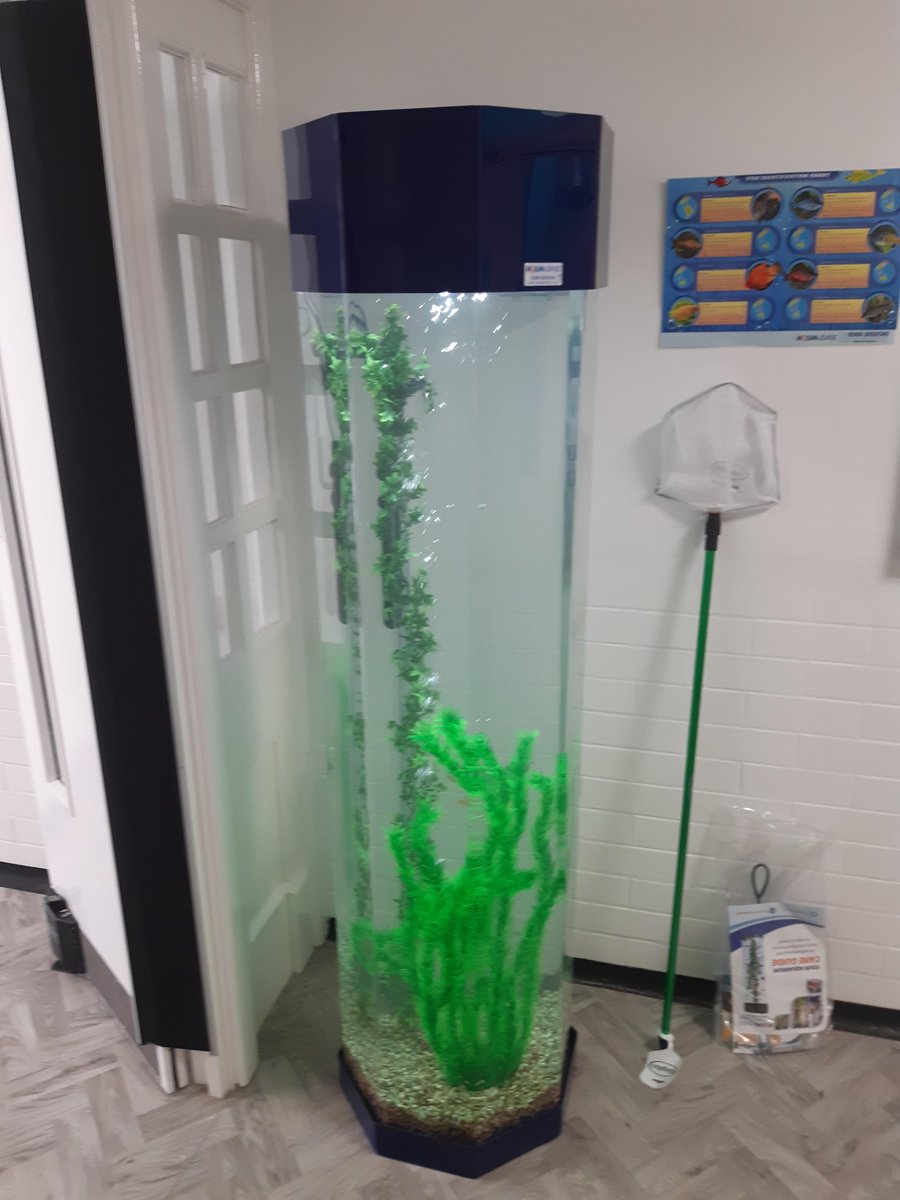 AqualeaseUK's tweet photo. We recently installed this 6ft column tank at Maple Grove School. They chose tropical fish to go in a royal blue aquarium and we think it looks great! ππ
https://t.co/IznyrVeRVl
@optionsautism
#aquariumrental #schooldecor #aquariums #mentalwellbeing https://t.co/jTa9ZLmFUu