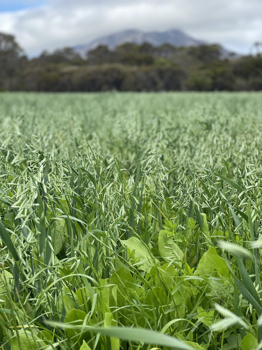 DirectSeeding's tweet photo. Pasture crop we planted for the Albany Sharks Football club steers initiative. @bellseeds hooked us up with some top shelf seed by the looks. Sown on the 18th of September and has had about 6” of rain since #makingitrain #partoftheservice #summercrop https://t.co/RY358eQCcy