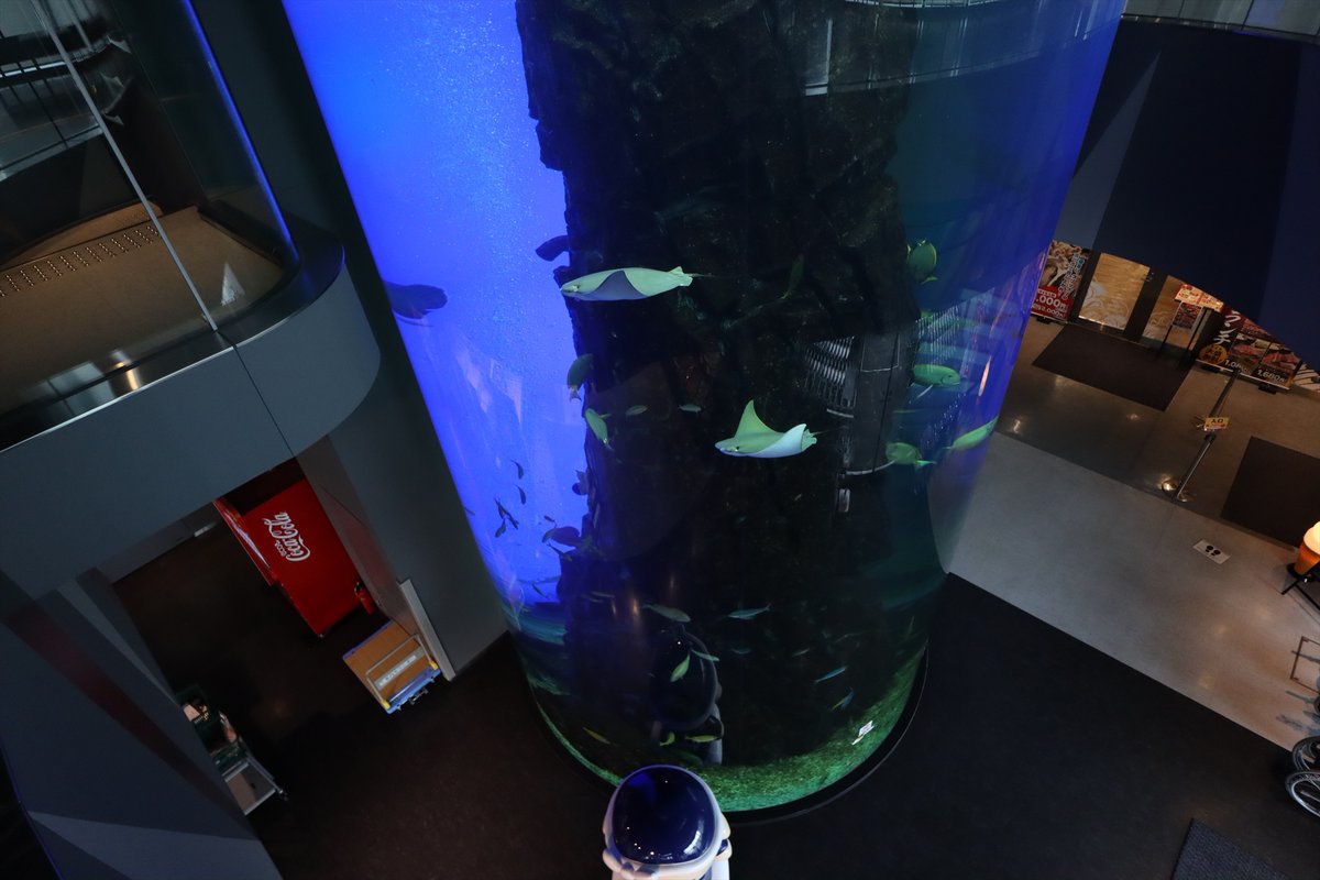 北海道の動物園 水族館 北海道釧路市 くしろ水族館ぷくぷく 釧之助本店2階 2020年9月撮影 正面玄関から入って最初にある巨大円柱水槽を2階 水族館の入口の前 から見ると こんな感じです こういうふうに見下ろす光景もなかなか珍しくて面白い 北海道の動物園 水族館 北海道釧路市 くしろ水族館ぷくぷく 釧之助本店2階 2020年9月撮影 正面玄関から入って最初にある巨大円柱水槽を2階 水族館の入口の前 から見ると こんな感じです こういうふうに見下ろす光景もなかなか珍しくて面白い
