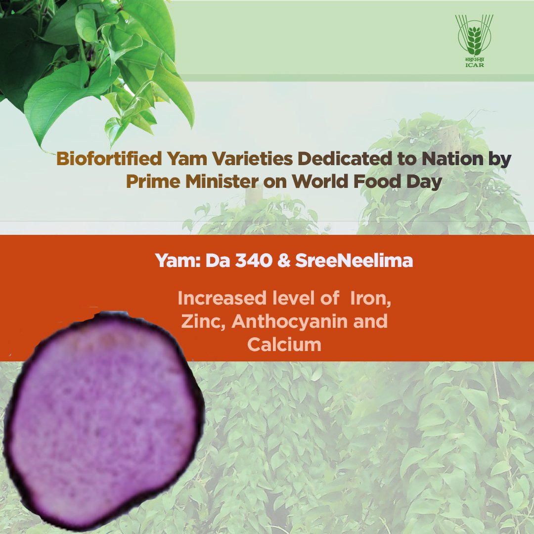 Biofortified Yam varieties Dedicated to Nation by Prime Minister of India on world food day. #SahiPoshanDeshRoshan #Aatmanirbharkrishi #biofortified #nutrition #ICAR @MinistryWCD