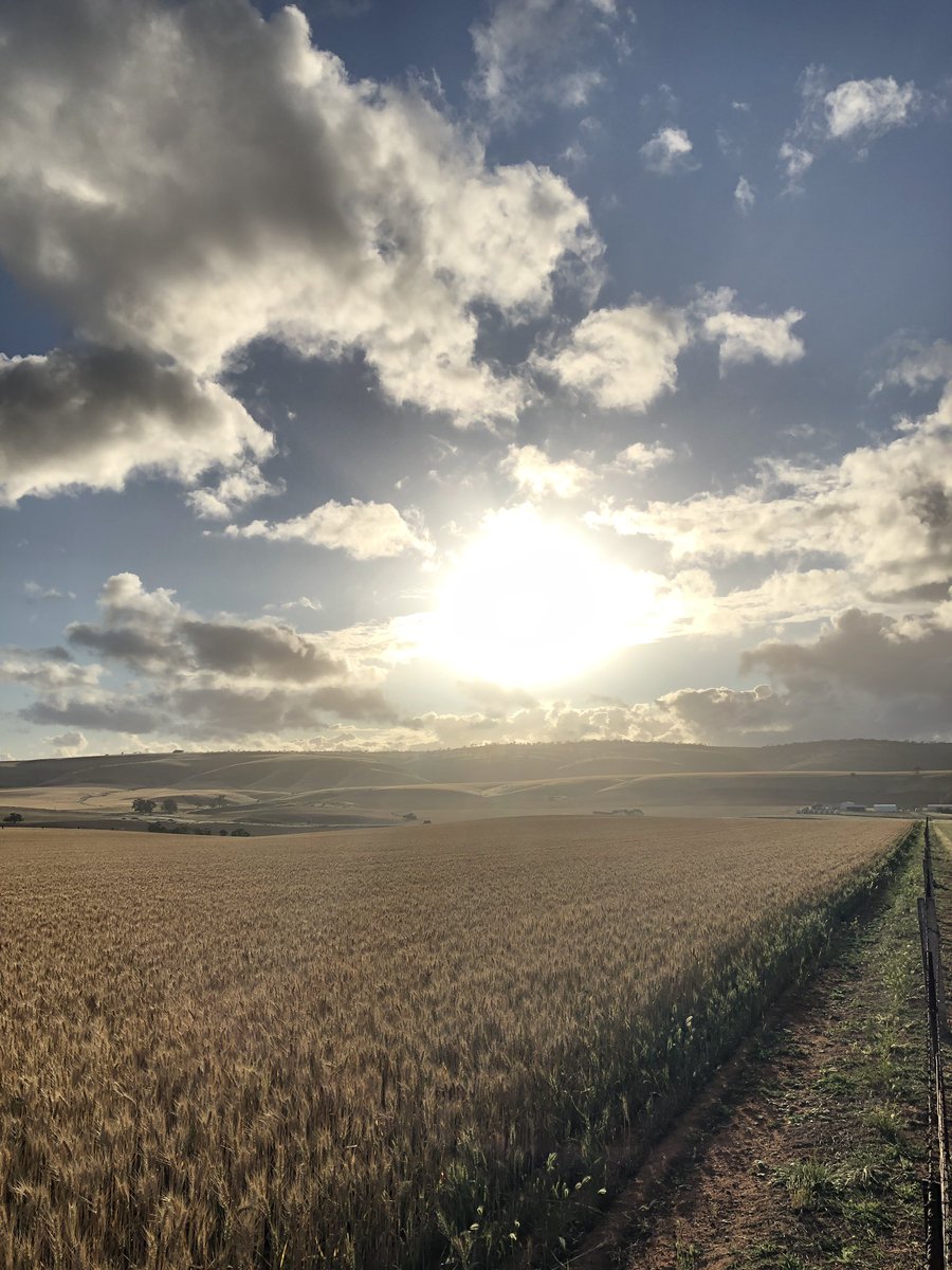 deannalush's tweet photo. As the sun sets on #AgDayAU and day 2 of #COVIDSA #LockdownSA I’m thanking my lucky stars ag is my industry and very grateful for the wide expanses of farm life!! #gratitude #harvest20 #agkeepsrollingon https://t.co/WaBvQx0LBU