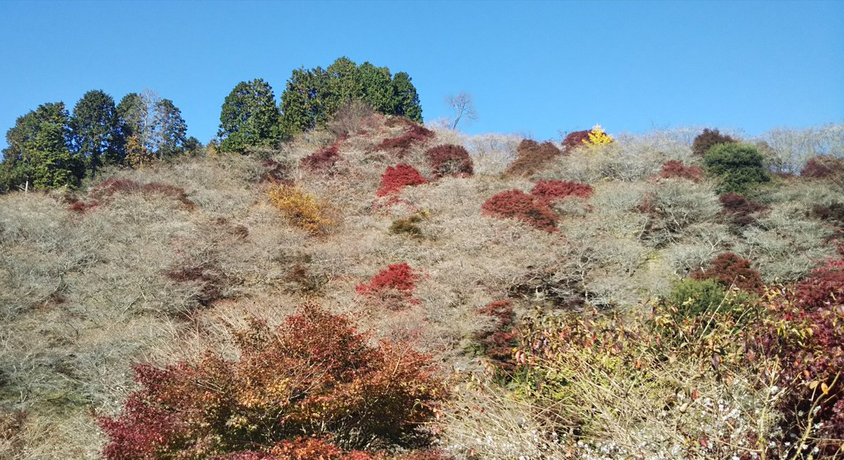 Suuujuuu's tweet image. 黄一点待つシキザクラの綻び

#新俳句フォト #お～いお茶