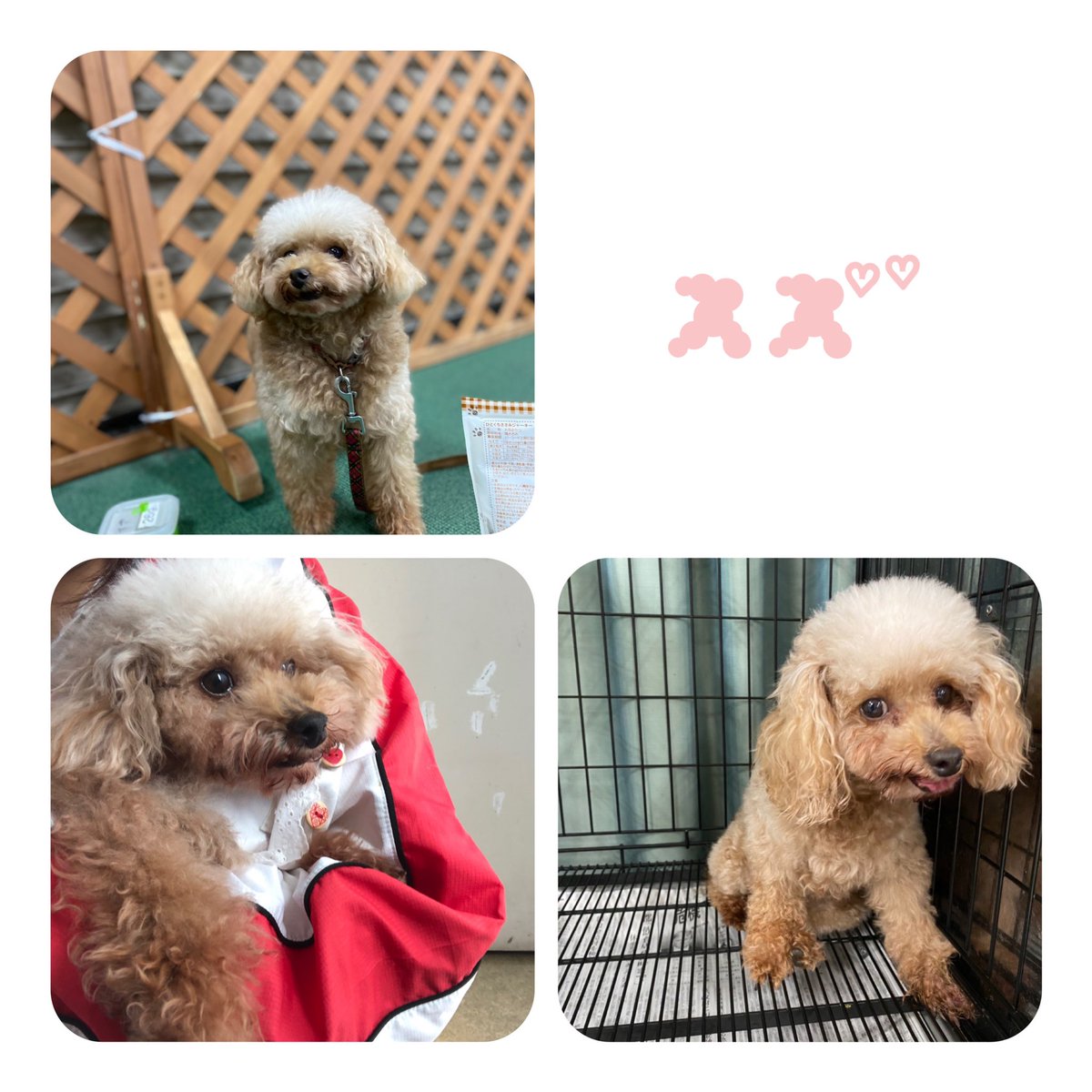 日本動物専門学校 本日はスズちゃん特集 女の子のトイプードルの中で1番小さなスズちゃんはすみっこが大好きです すみっこで座っている大人しい子かと思いきや テンションが上がると高速で走り回ったりパワフルな一面も持ち合わせている可愛い子です 日本動物専門学校 本日はスズちゃん特集 女の子のトイプードルの中で1番小さなスズちゃんはすみっこが大好きです すみっこで座っている大人しい子かと思いきや テンションが上がると高速で走り回ったりパワフルな一面も持ち合わせている可愛い子です