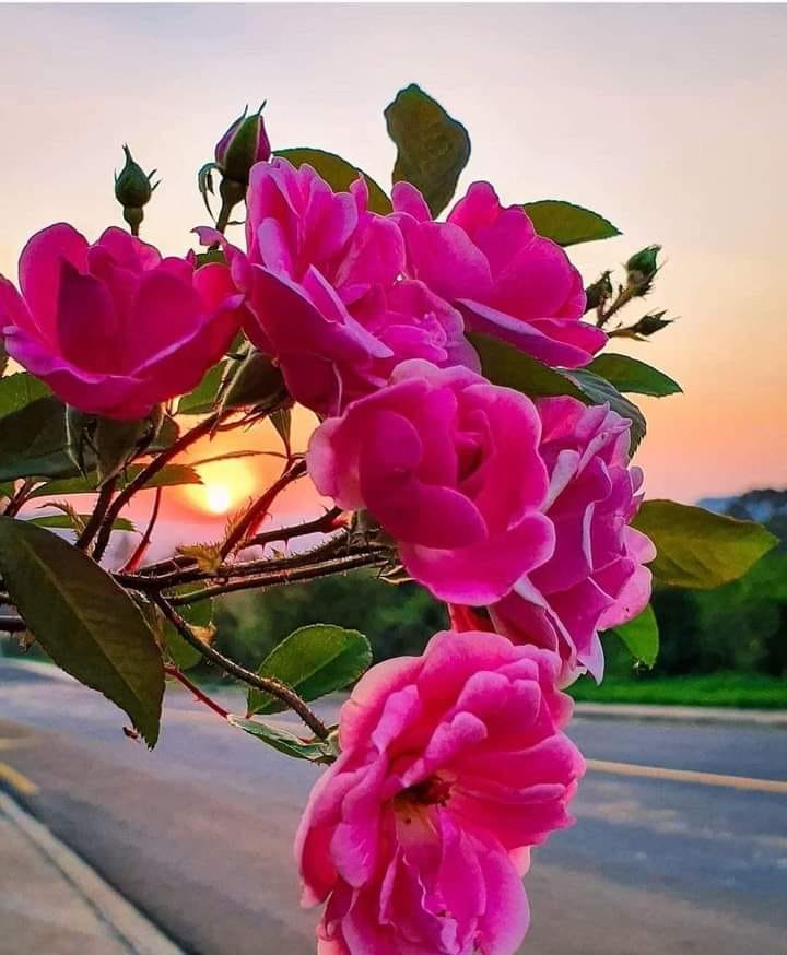 epmanolo's tweet photo. "Que nunca pierdas el perfume de las flores,  la belleza de los colores y la fe en Dios. 

Buen día . . . https://t.co/rToe0YQ1vH