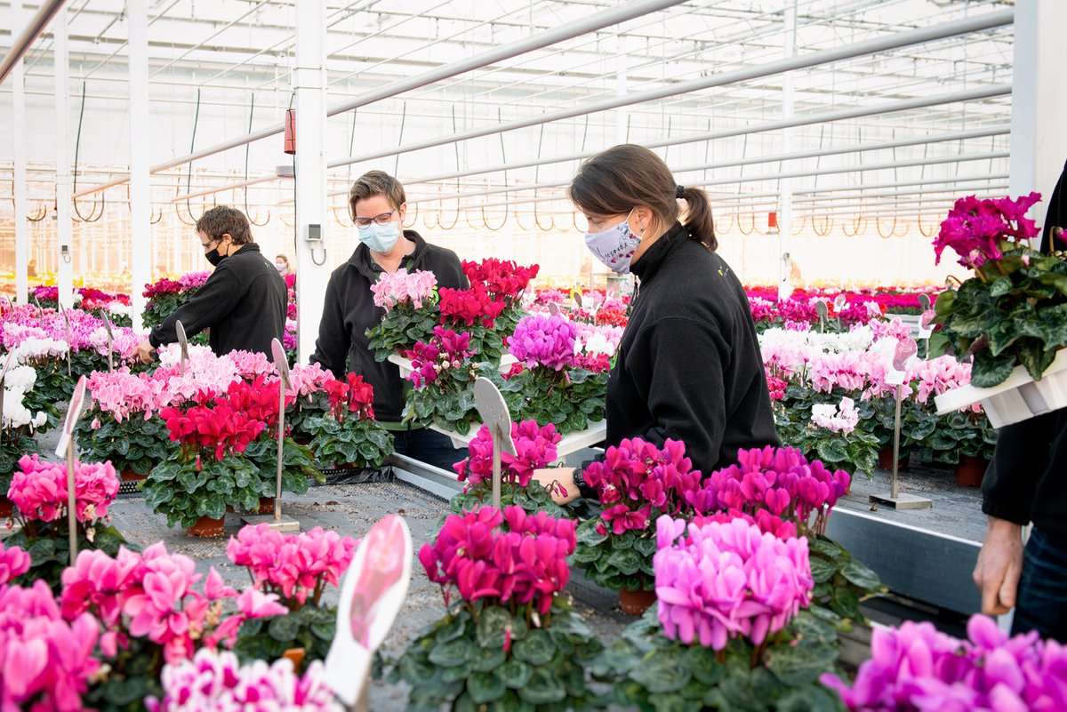 All leftovers from the Cyclamen Open Days 2020 find a new life with our employees. It’s our way to thank them for their commitment and flexibility during this extraordinary year. 
#morevalue #schoneveldbreeding #cyclamen