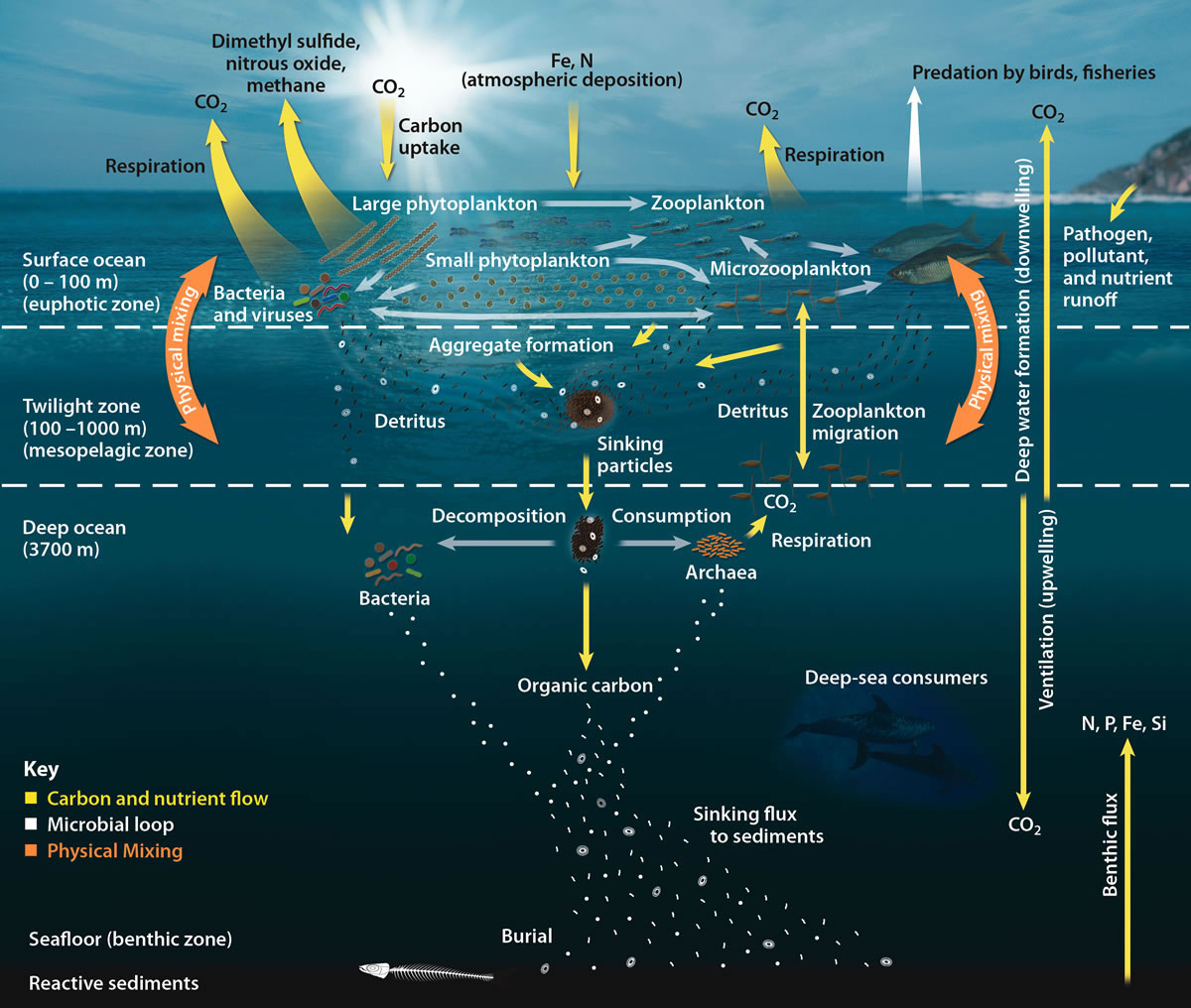 This transfers  #energy from the productive surface waters to the dark depths below and acts as a "biological pump" that locks away huge quantities of  #carbon 