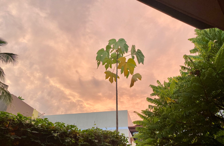 armysunsets's tweet photo. Yoongi's lovely 10119th sunset from Philippines today. 🇵🇭🌇Want to dedicate your sunset to a member on #BEDAY? Here are today's hashtags: 

#JINsunset10214
#SUGAsunset10119
#JHopesunset9773
#RMsunset9567
#Jiminsunset9171
#Vsunset9093
#Jungkooksunset8482

#BTSsunset
@BTS_twt https://t.co/9W8FOHt6bh