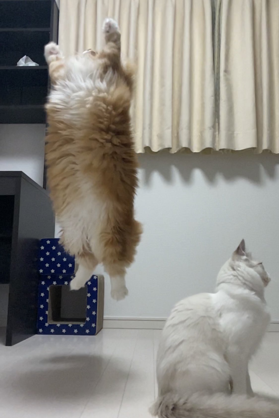 さとう 猫ぼっこ 速報 空の飛び方 覚えました 猫 Cat ねこ部 猫好き 猫好きさんと繋がりたい 猫のいる暮らし 空飛ぶ猫 とび猫 T Co Ryuwtloj0m Twitter さとう 猫ぼっこ 速報 空の飛び方 覚えました 猫 Cat ねこ部 猫好き 猫好きさんと繋がりたい 猫のいる暮らし 空飛ぶ猫 とび猫 T Co Ryuwtloj0m Twitter