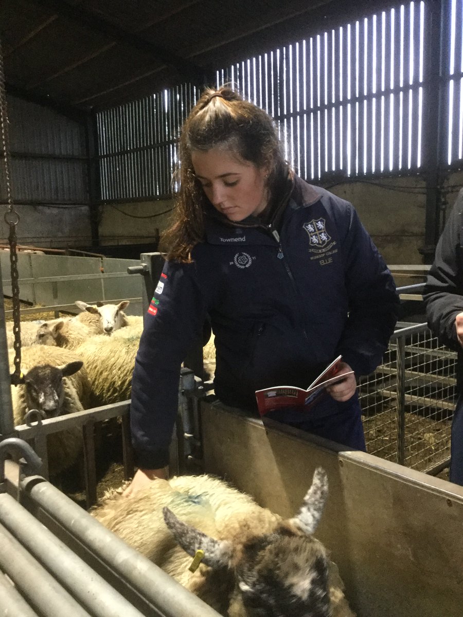 BrackAg's tweet photo. The first year @BrackAg  have been spending time doing conformation checks on @NTU_ARES  ewes which includes e-scanning, weighing and assessing #AHDB #Lambs #FE https://t.co/750PXvbV9k