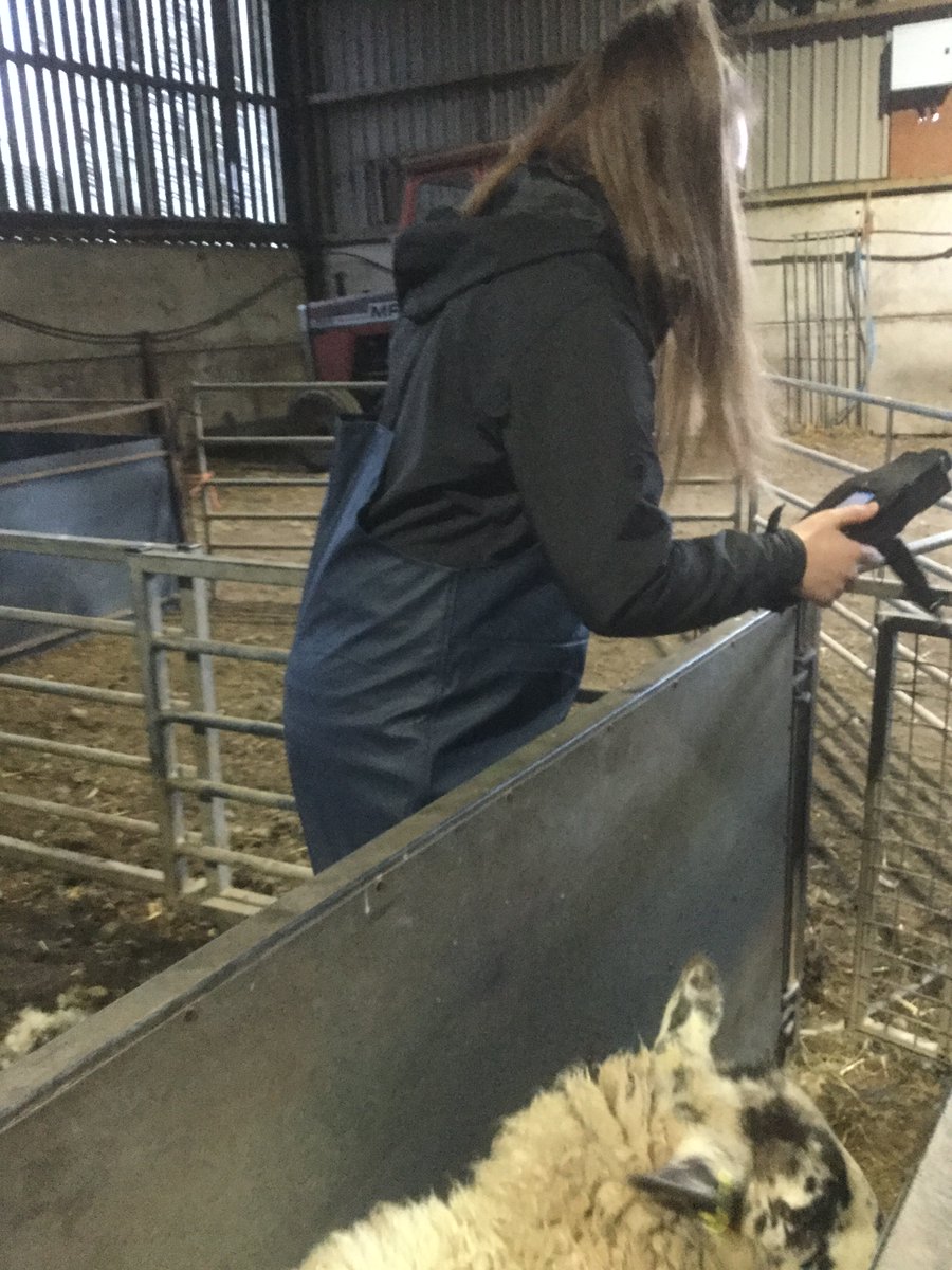 BrackAg's tweet photo. The first year @BrackAg  have been spending time doing conformation checks on @NTU_ARES  ewes which includes e-scanning, weighing and assessing #AHDB #Lambs #FE https://t.co/750PXvbV9k