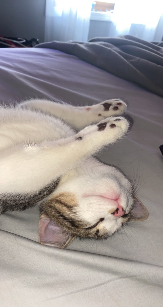 candiskt's tweet photo. I'm not Kitten you, it's #FinallyFriday #Gabriel #KittenRescue #HowisThisComfortable ♥️ https://t.co/r0VtPmAYEX